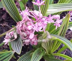 Image result for Ledebouria cooperi