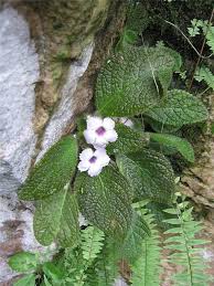 Image result for episcia