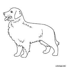 coloriage chien golden retriever dessin a imprimer lhassa apso