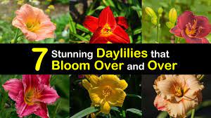 Do coffee grounds repel rabbits? 7 Stunning Daylilies That Bloom Over And Over