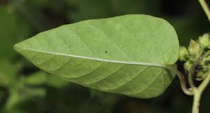 Image result for Jacquemontia paniculata