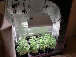 How To Grow Up To A Pound Of Cannabis With A 315 Lec Grow Light Grow Weed Easy
