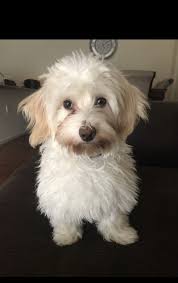 We welcome inquiries about the havanese breed. Havanese For Sale In Colorado 15 Petzlover