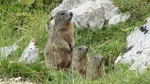 Der name des vorwiegend die alpen bewohnenden nagetieres ist eine verdeutlichende zusammensetzung. Murmeltiere Gesucht Wildes Bayern E V