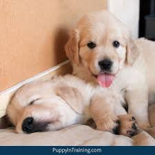 An eight week old puppy starts off around 10 pounds. Our Litter Of Golden Retriever Pups Week 6 Puppy In Training