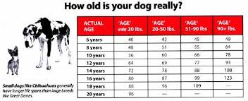 Dog Years Vs Human Years