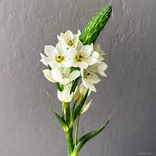 Image result for Ornithogalum