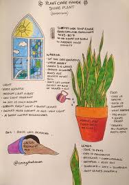Pin By Tani Guzman On Plant Guides Tips In 2020 Snake Plant House Plant Care Growing Plants Indoors