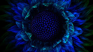 Maybe you would like to learn more about one of these? Blue Sunflower Macro Photography Blue Flowers Macro Digital Art Plants Blue Flowers 2k Wallp Blue Flower Wallpaper Sunflower Wallpaper Flower Digital Art