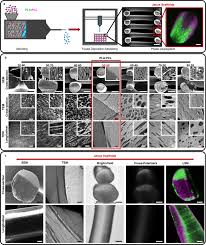 Janus 3d Printed Dynamic Scaffolds For Nanovibration Driven Bone Regeneration Nature Communications Abusing the best janus build i smite janus gameplay. janus 3d printed dynamic scaffolds for