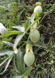 Image result for Passiflora caerulea