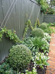 Image Result For Pittosporum Golf Ball Small Garden Design Backyard Landscaping Garden Landscape Design