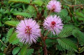 Join facebook to connect with pokok semalu and others you may know. Pokok Semalu Atau Nama Kampung Bendang Raja Kbr Facebook