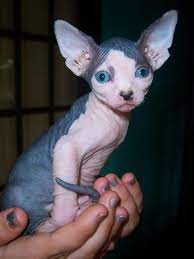 Cats With No Hair Google Search Sphynx Cat Hairless Cat Cute Animals