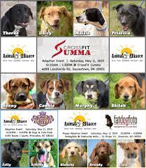 Search for cats for adoption at shelters near union nj. 3 Adoption Events Today Animal Alliance Of New Jersey Facebook