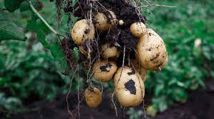 Diese schwächt die pflanzen und mindert geschmack und lagerfähigkeit der ernte. Kartoffeln Im Hochbeet Anbauen Ndr De Ratgeber Garten Nutzpflanzen