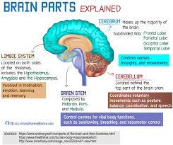 Brain Parts Explained In 2020 Brain Parts And Functions Brain Anatomy And Function Brain Anatomy