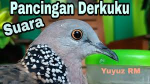 Video kali ini seputar burung tekukur atau biasa juga disebut derkuku dan cara membedakan tekukur jantan dan betina.jangan lupa like,share dan subscribeagar. Mp3 Tekukur Memikat Galakbudi By Tajy Canal