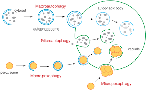 Figure 1 From The Molecular Mechanism Of Autophagy Semantic Scholar
