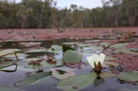 Image result for Ottelia ulvifolia