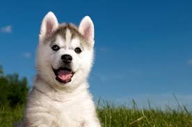 They are currently looking for a home. Alusky Alaskan Malamute Husky Mix Info Pictures Facts Doggie Designer