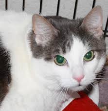 Search for dogs, cats, horses and rabbits to adopt. Cat For Adoption Lexus Fiv Pos Foster Darlene A Tabby In Dallas Tx Petfinder