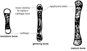 Your diagram must take up at least half a page. Anatomy And Physiology Of Animals The Skeleton Wikibooks Open Books For An Open World
