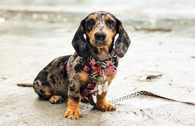 See more ideas about dapple dachshund, dachshund puppies, dachshund. Dapple Dachshund Puppies For Sale Archives Dogmal