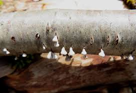 Image result for Polyporus pendulus