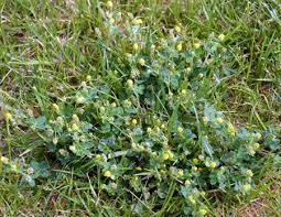 A tiny, creeping perennial weed of lawns and garden beds. Pesky Broadleaf Weeds Flowering In Turf Turf
