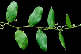 Image result for Cocculus hirsutus