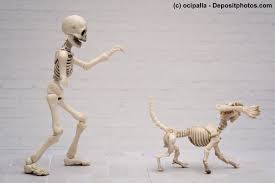 Seit wann kommt der knochen zum hund? Anatomie Vom Hund Skelett Muskulatur Gebiss Haustiermagazin