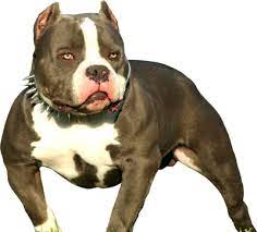 Pin By Rico Merc On American Bully Bully Breeds American Bully Bully Dog