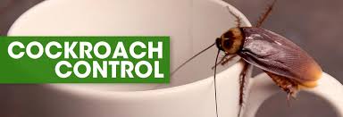 Check spelling or type a new query. Pest Control Sandringham Bug Catchers Pest Control