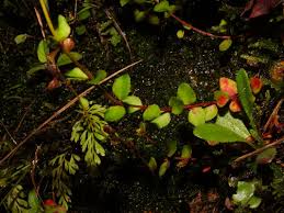 Image result for Haloragaceae