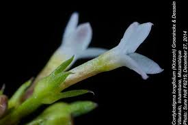 Image result for Cordylostigma longifolium