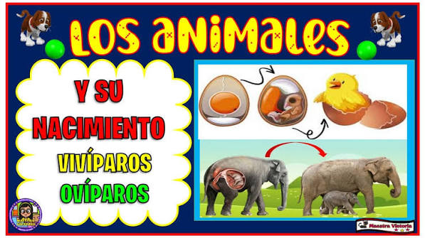 LOS ANIMALES Y SU NACIMIENTO???????????‍??