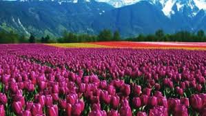 Indira gandhi tulip garden is located at the foothills of the zabarwan mountains which are present actually the spring season is the most suited and the best time for the growth of these tulips. Kashmir S Tulip Festival 2021 Dates Travel Tips Itinerary Everything You Want To Know About The Beautiful Celebration Of Spring Arrival At Indira Gandhi Memorial Tulip Garden Latestly