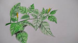 Feb 06, 2015 · gambar arsiran daun hd download now belajar menggambar 4 cara menggambar daun dengan mudah download now hobi menggambar 5 belajar cara menggambar daun dengan pensil. Guru Seni Budaya Juli 2020