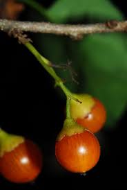 Image result for Cordia senegalensis