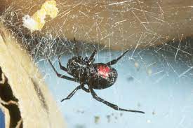 6 place frozen dead widow in a vial filled with ethanol or 90% rubbing alcohol. Get Rid And Kill Black Widow Spiders