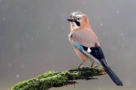 Bbc's chris packham returns to autumnwatch. Chris Packham Launches Legal Action Against Natural England S Bird Cull Practice