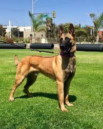 Our Personal Family Protection Belgian Malinois Bullet Available For Purchase Beauty Elegance And Exper Belgian Malinois Dog Belgian Malinois Belgium Malinois