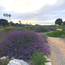 Image result for Nemesia lilacina