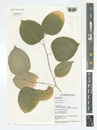 Image result for Heywoodia lucens