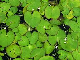 Image result for Nymphoides milnei