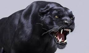 The panther is not a distinct species itself but is the general name used to refer to any black coloured feline of the big cat family, most notably leopards and jaguars. British Alien Big Cats Abcs Dinoanimals Com