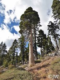 Image result for Calocedrus decurrens