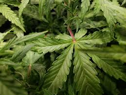 How to make cbd oil from leaves and stems. What Causes Red Stems In Cannabis Plants Grow Weed Easy