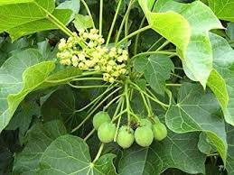Image result for Jatropha curcas